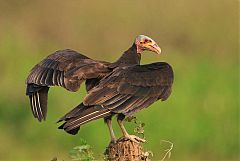 Lesser Yellow-headed Vulture